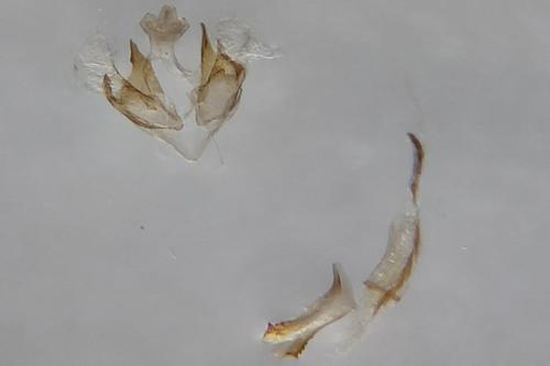 Coleophora maritimella